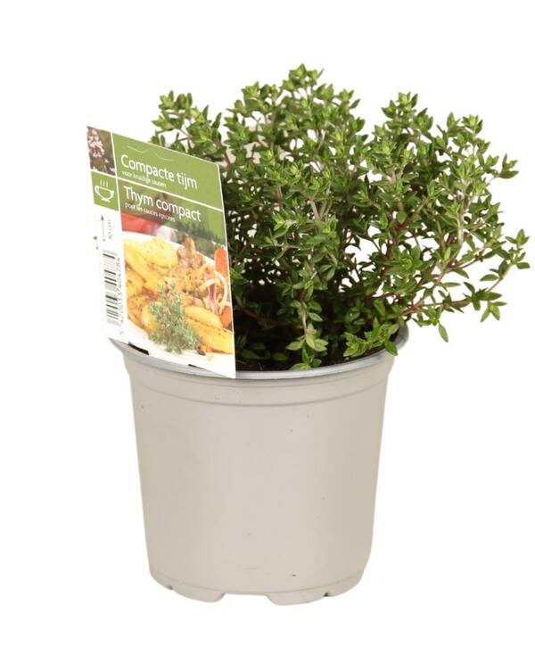 Thym compact P10,5