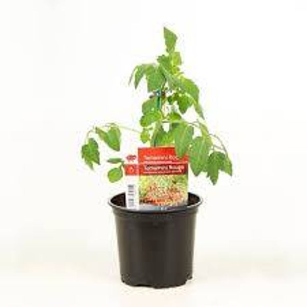 Tomate Tomamini rouge P10,5