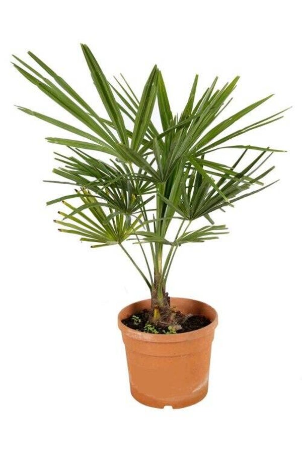 Palmier de Chine - Trachycarpus fortunei C 3L H 45/55cm Pot inclus