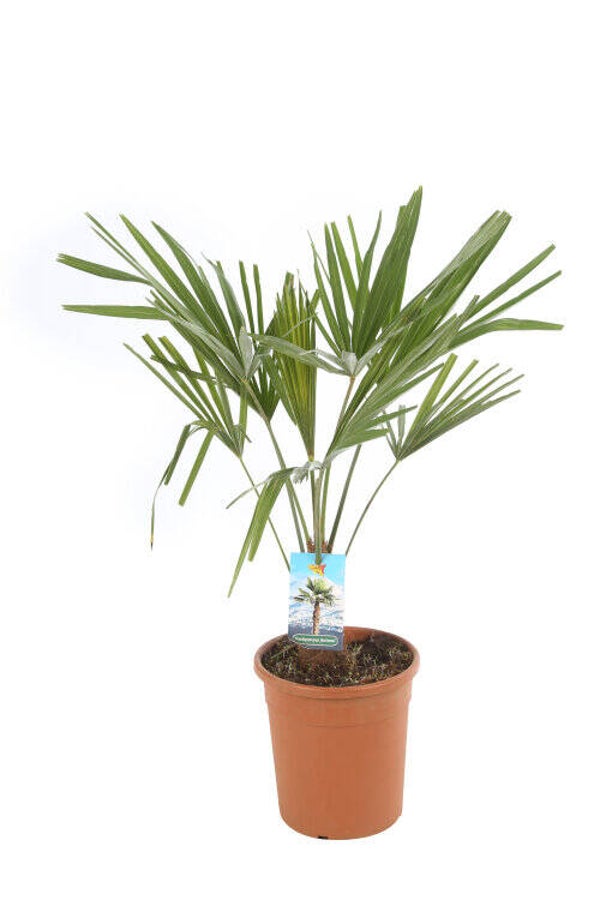 Palmier de Chine - Trachycarpus Fortunei P20