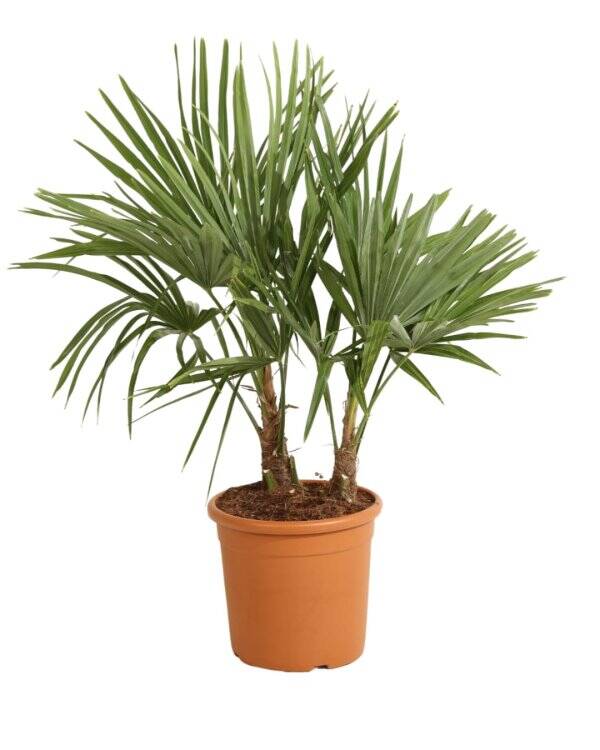 Palmier de Chine -Trachycarpus fortunei P28  2 TRONCS H120/130cm Pot inclus