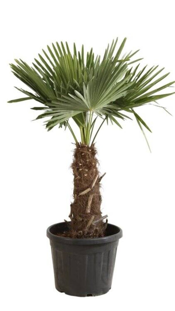 Palmier de Chine - Trachycarpus fortunei C 40/+  H 140/160CM Pot inclus