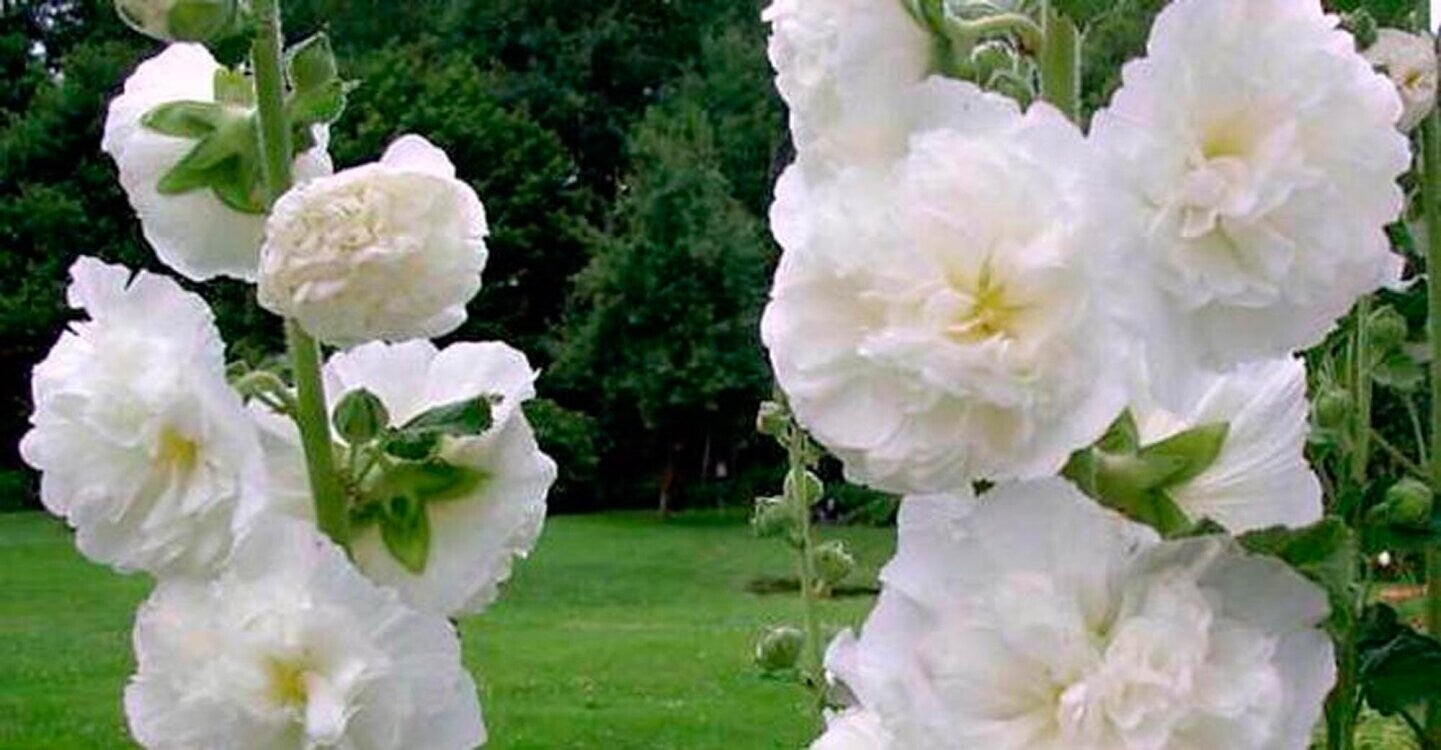 Alcea rosea 'Charters Weiss' – Rose trémière - Pot 10,5 cm