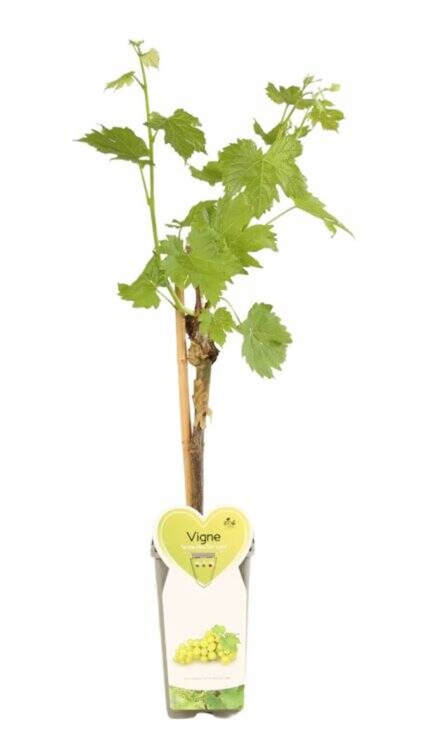 Vigne blanche - Vitis vinifera ‘Witte van der Laan’ C2L 50/60