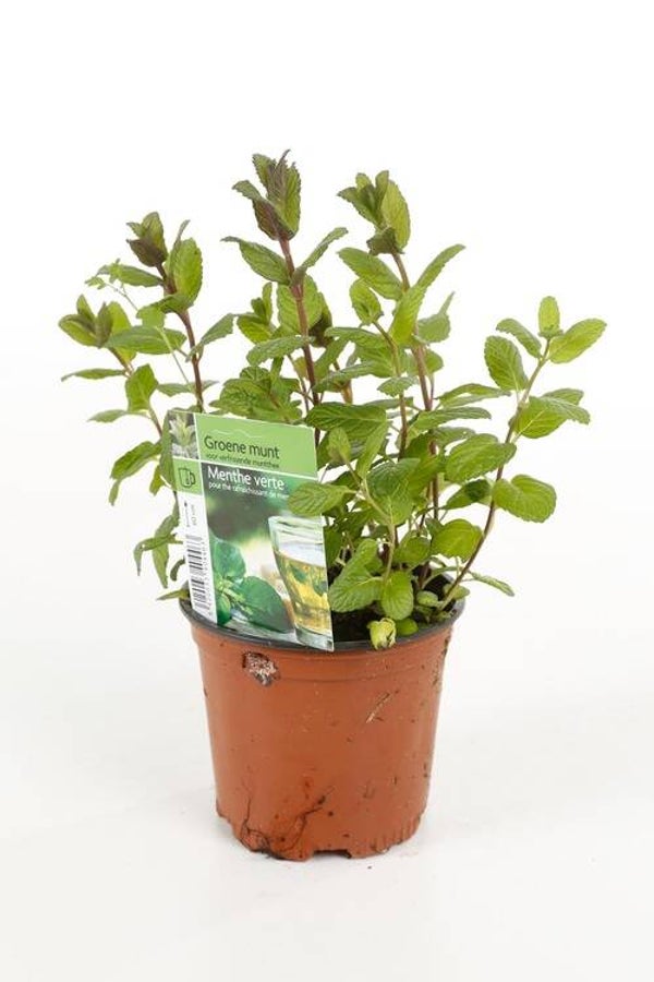 Menthe verte P10,5
