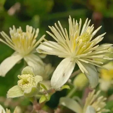 Clématite des haies à petites fleurs - Clematis Vitalba P15,5