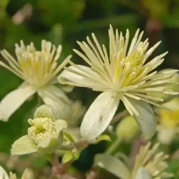 Clématite des haies à petites fleurs - Clematis Vitalba P15,5