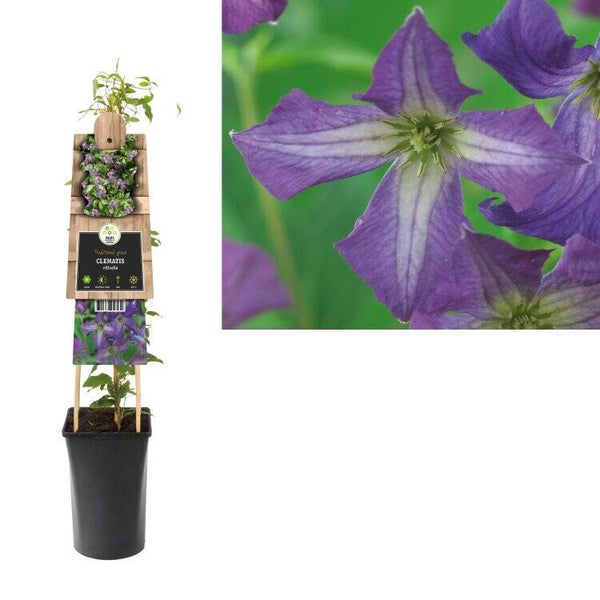 Clématite d’été - Clematis viticella C2L 70/+