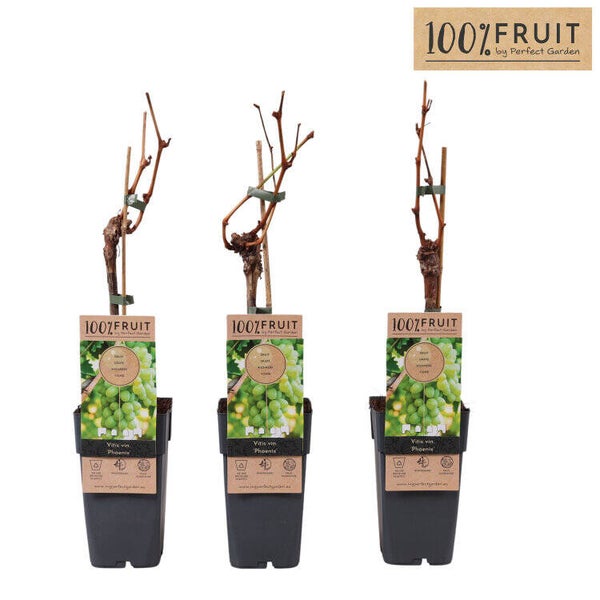 Vigne – Vitis ‘Phoenix’ – Pot Ø15,5 cm (greffé)