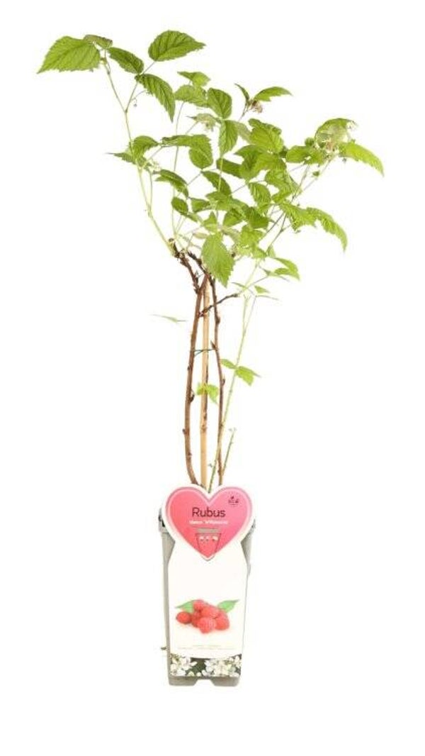 Framboisier - Rubus idaeus ‘Willamette’ C2L 50/60