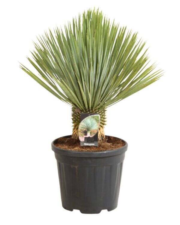 Yucca Rostrata C 20L