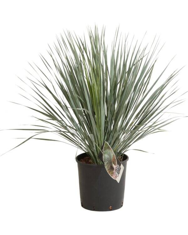 Yucca Rostrata C 10L