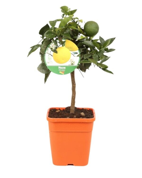 Citronnier - Citrus Yuzu – Mini Tige P19