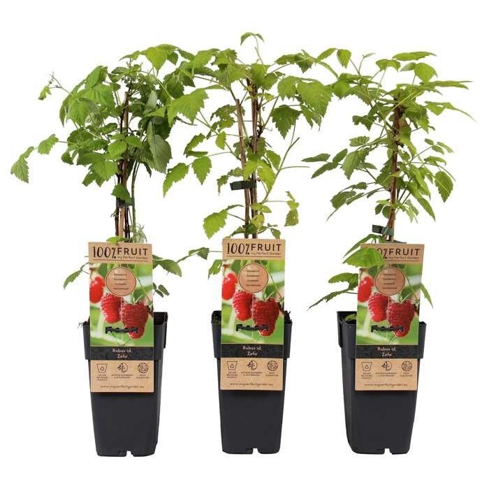 Framboisier remontant - Rubus idaeus ‘Zefa Herbsternte’