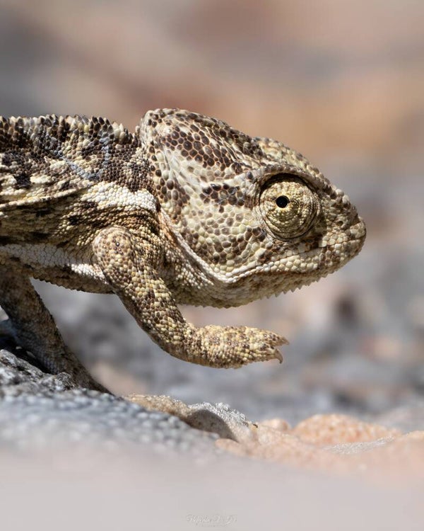 Mediterranean chameleon - mediterrane kameleon