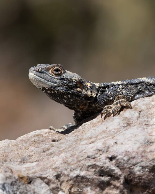 Starred agama - hardoen