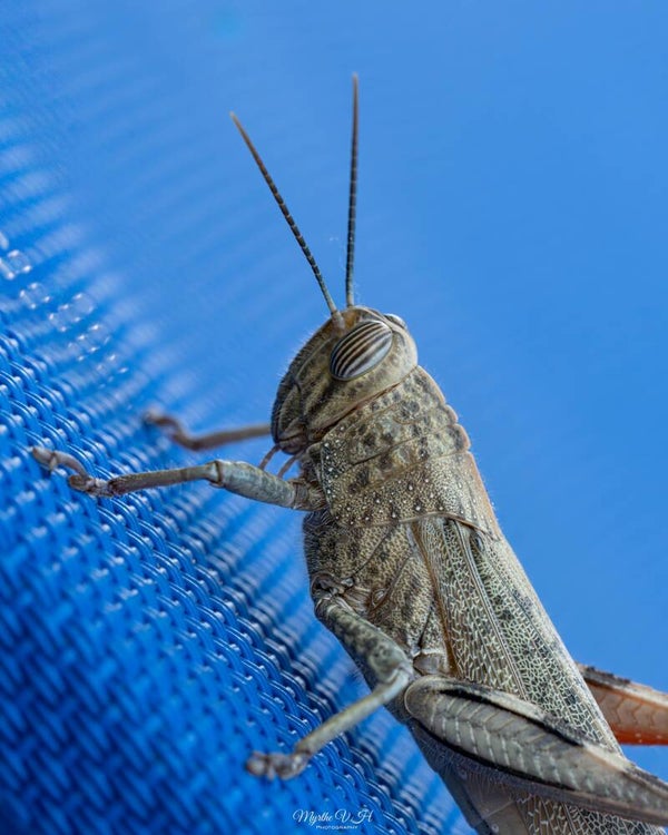 Egyptian grasshopper - egyptische treksprinkhaan