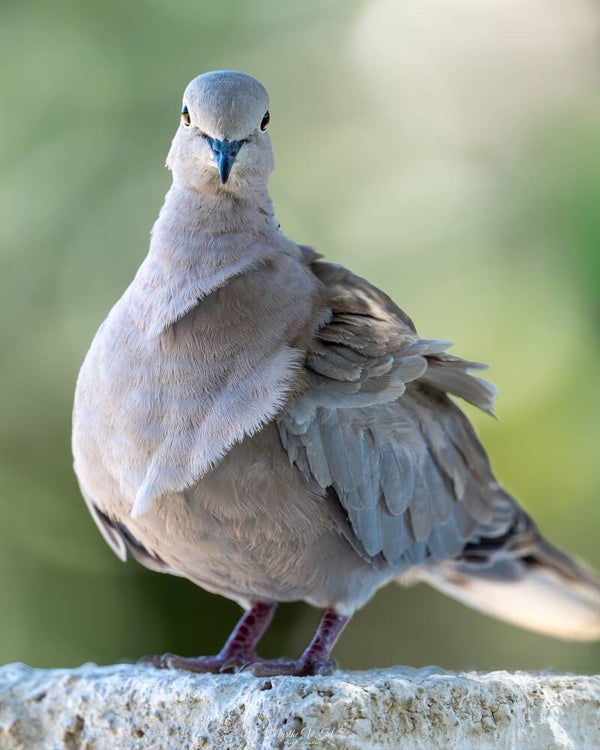 Eurasian collared dove - turkse tortel