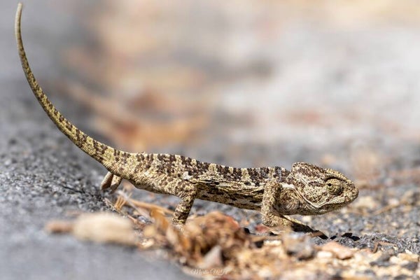 Mediterranean chameleon - mediterrane kameleon