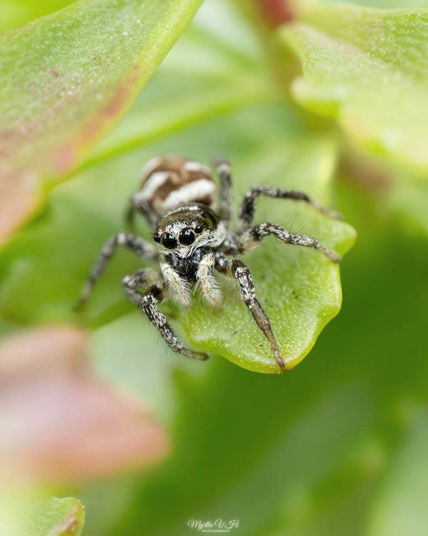 Zebra spider - huiszebraspin
