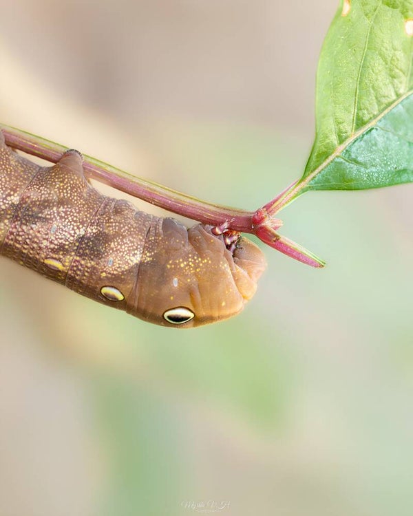 Silver-striped hawk-moth - wingerdpijlstaart (caterpillar - rups)p