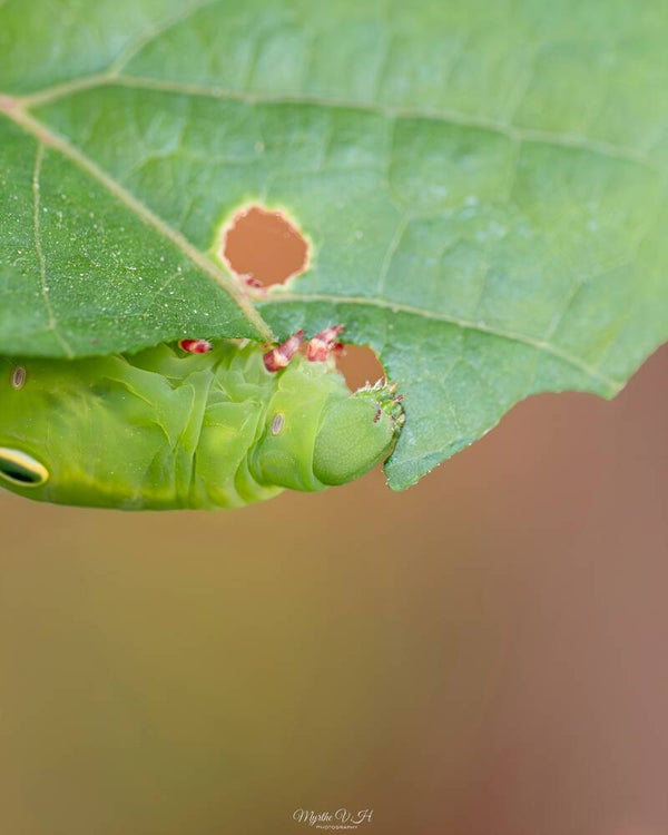 Silver-striped hawk-moth - wingerdpijlstaart (caterpillar - rups)