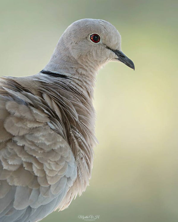 Eurasian collared dove - turkse tortel