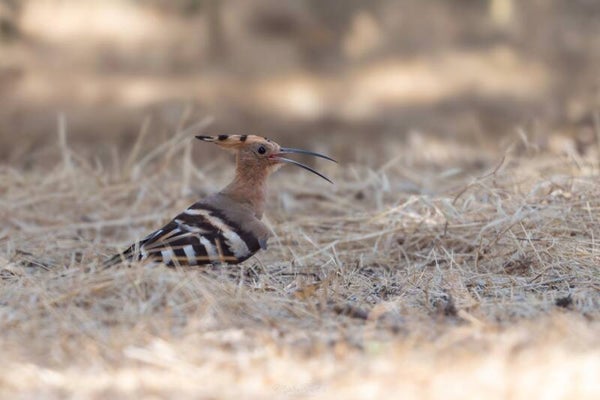 Hoopoe - hop