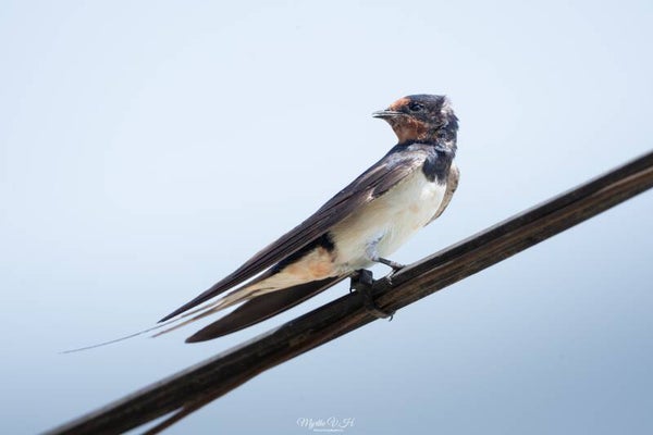 Barn swallow - boerenzwaluw