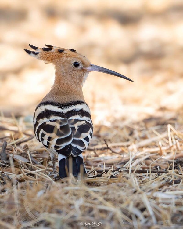 Hoopoe - hop