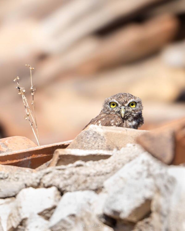 Little owl - steenuil