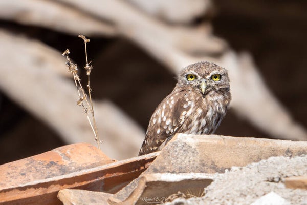 Little owl - Steenuil
