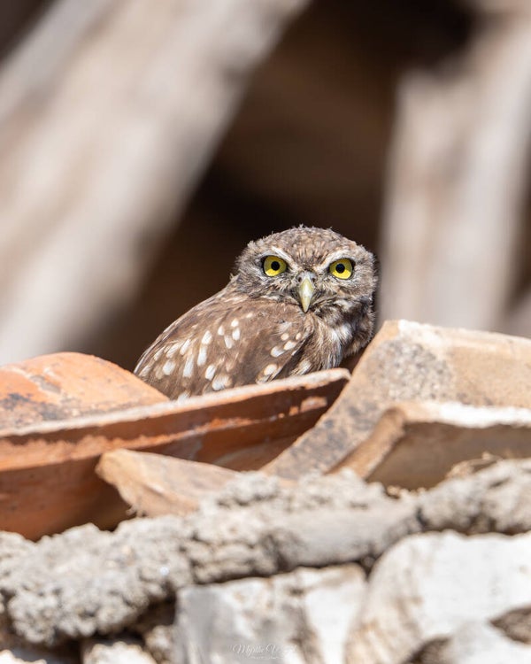 Little owl - steenuil
