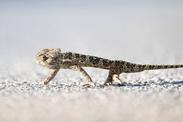Mediterranean chameleon - mediterrane kameleon