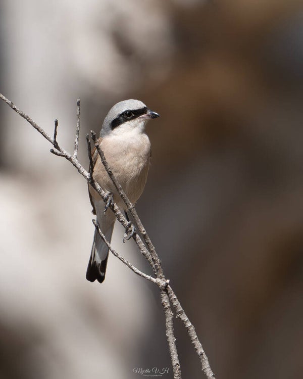 Red-backed shrike - grauwe klauwier