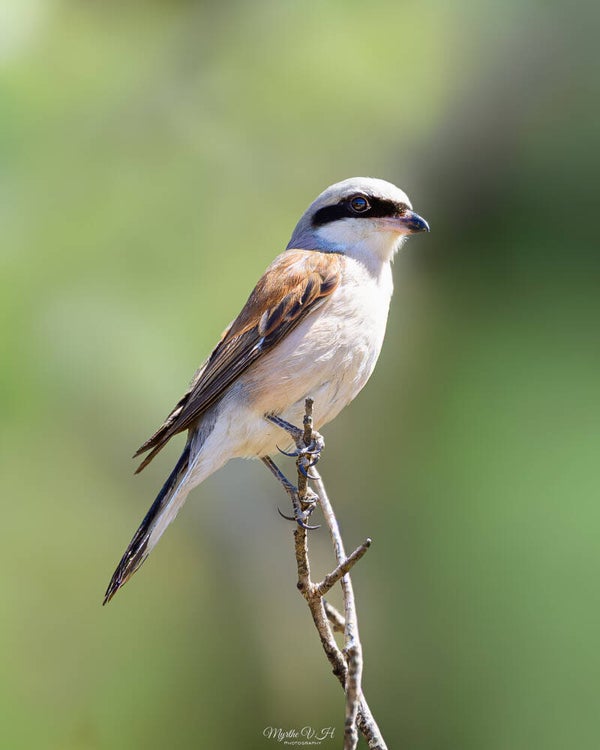 Red-backed shrike - grauwe klauwier
