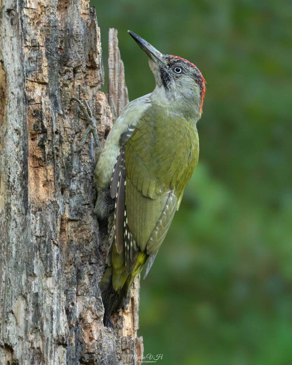 Green woodpecker - Groene specht