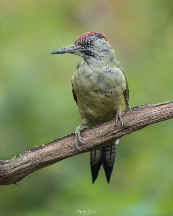 Green woodpecker - Groene specht