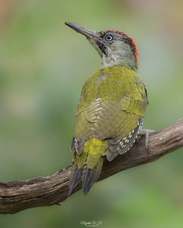 Green woodpecker - Groene specht