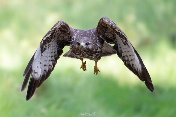 Buzzard - buizerd