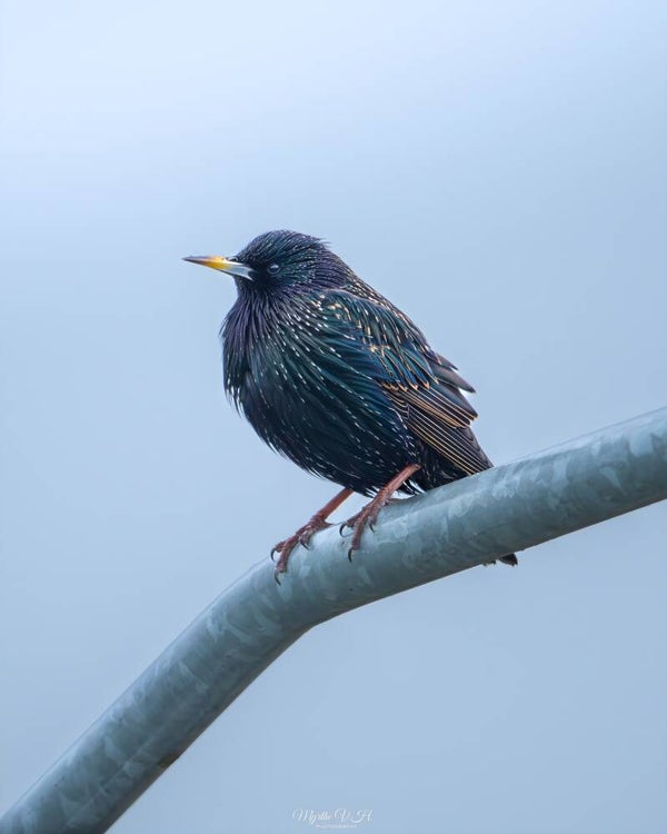 Starling - spreeuw