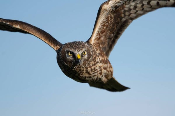 Hen harrier - blauwe kiekenief