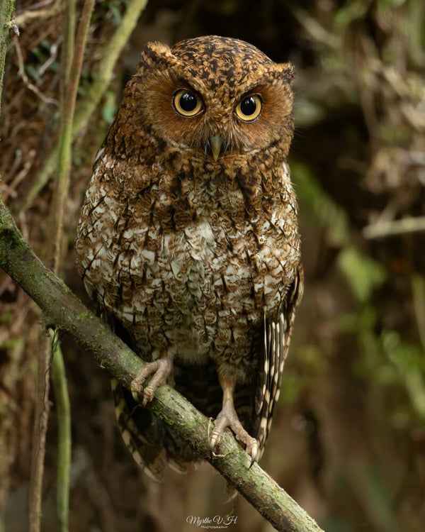 Bare-shanked screech owl - kaalpootschreeuwuil