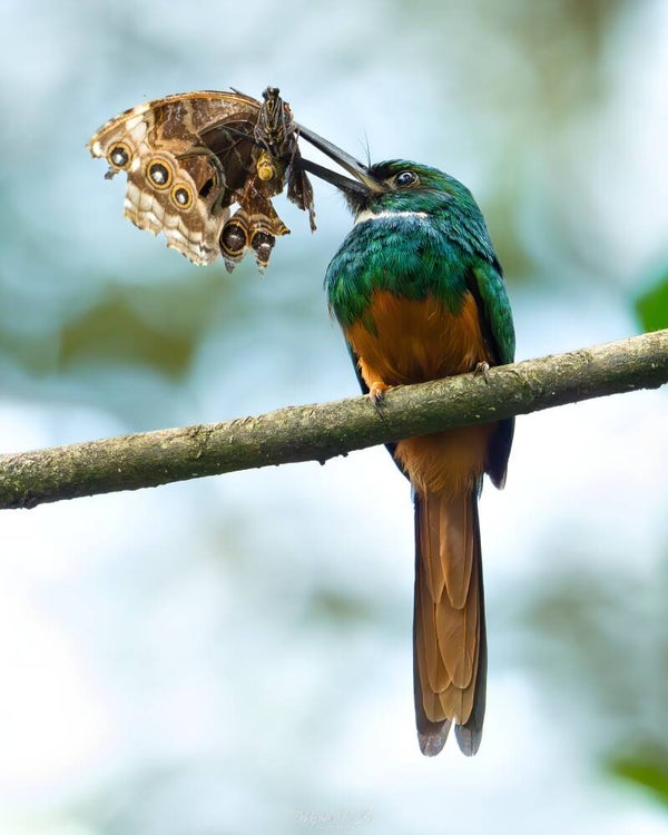 Rufous-tailed jacamar - roodstaartglansvogels
