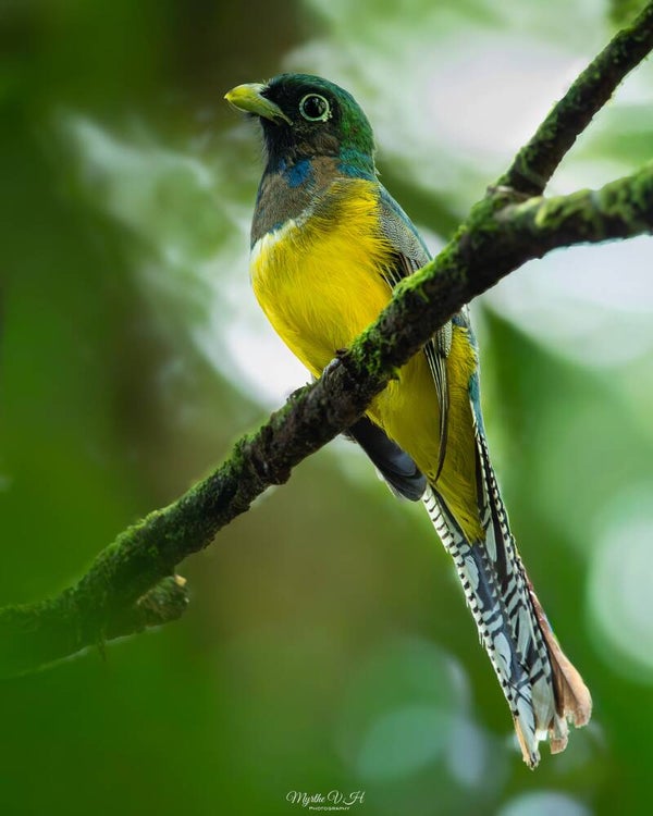 Black-throated trogon - zwartkeeltrogon