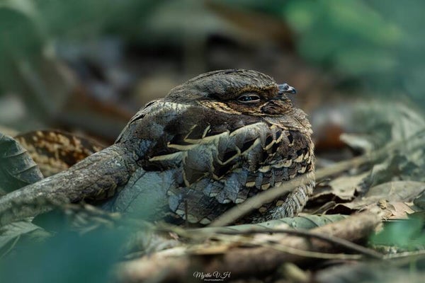 Common pauraque - pauraque
