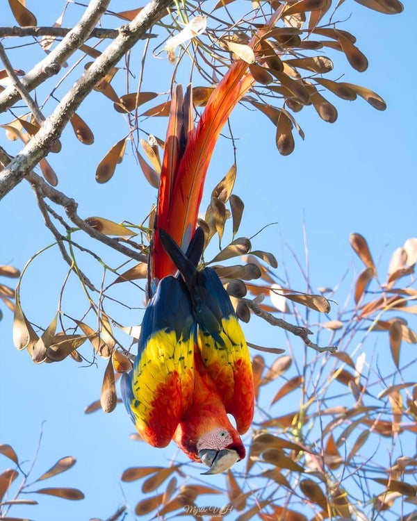 Scarlet Macaw - geelvleugelara