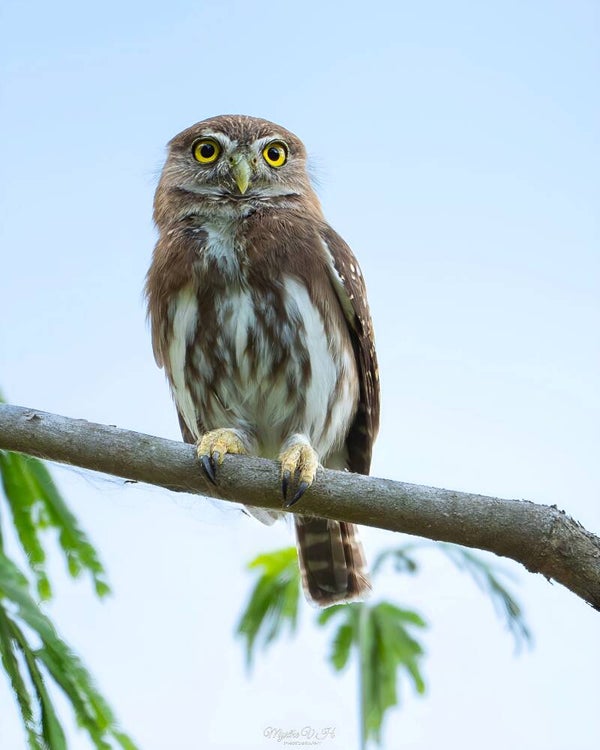 Ferruginous pygmy owl - braziliaanse dwerguil