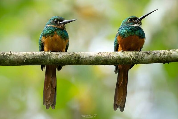 Rufous-tailed jacamar - roodstaartglansvogels