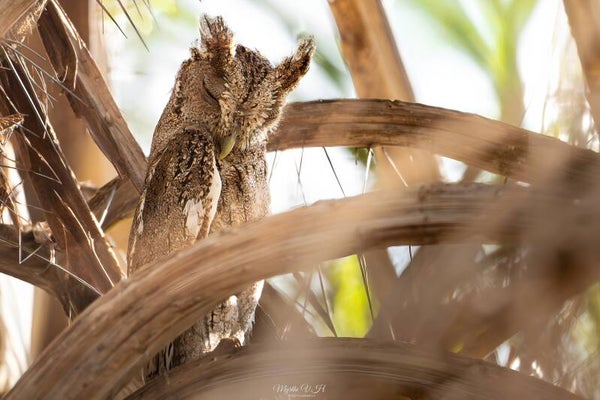 Pacific screech owl - mangrove-schreeuwuil